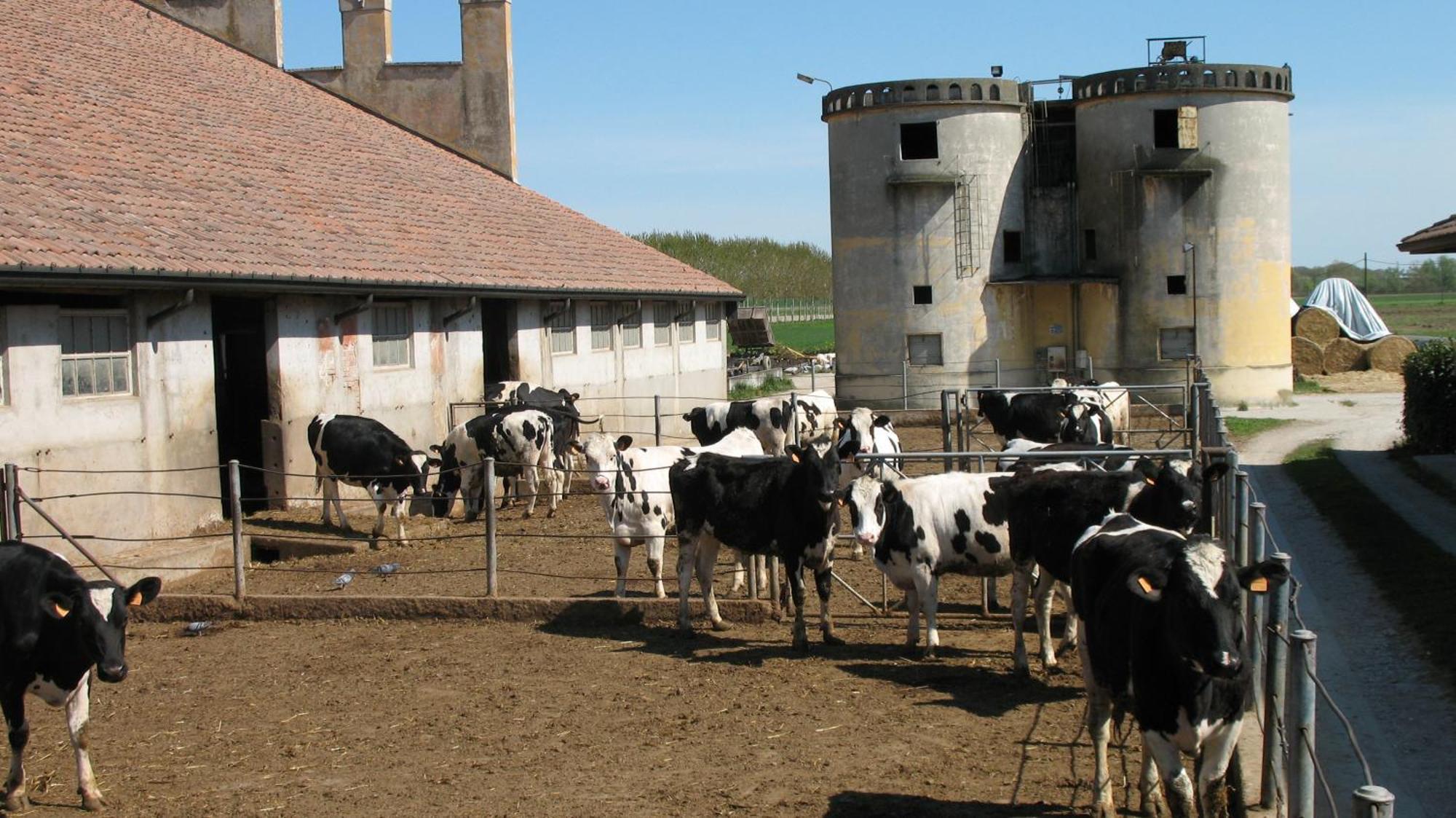 Agriturismo Corte Virgiliana 비르길리오 객실 사진